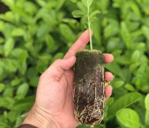 fungi-filled fertiliser